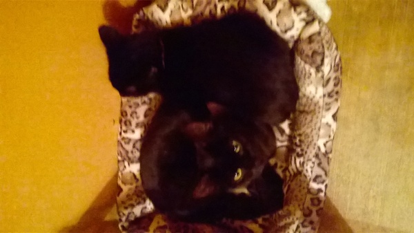 To adopt a cat (again)?