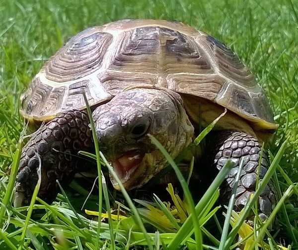 Tell us your stories about choosing a pet for a chance to win a £100 voucher for a pet shop of your choice