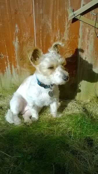 New rescue terrier. I need hand holding