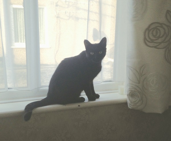 Black Cat Appreciation Thread