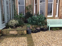 Landscaping a dark area - what would you do?
