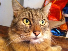 Tell me about your maine coons