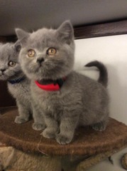 HELP Names for new kittens (British Blue Shorthairs)