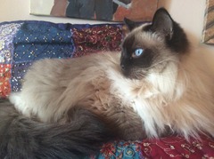 Tell us your stories about choosing a pet for a chance to win a £100 voucher for a pet shop of your choice