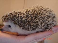 to not buy DD a pet I'm scared of?