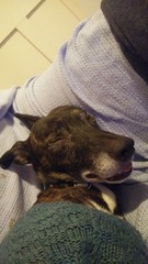 Do you think this is the right dog for us?