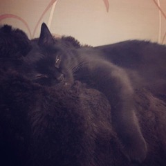 Black Cat Appreciation Thread