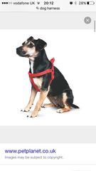 Anyone feel like a puppy support thread?