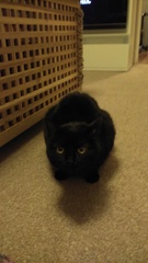Black Cat Appreciation Thread