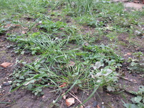 How to slow down some very fast growing grass.