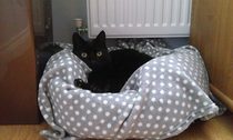 Black Cat Appreciation Thread