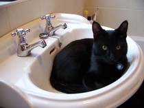 Black Cat Appreciation Thread