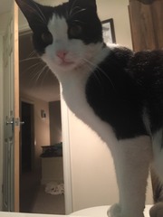 How many cats does everyone have?