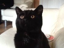 To adopt a cat (again)?