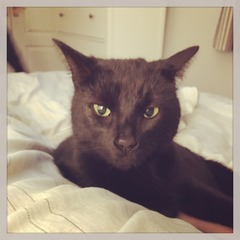 Black Cat Appreciation Thread