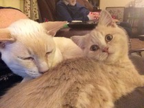 Choosing new kittens