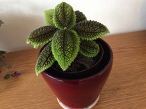 House Plant  identification please