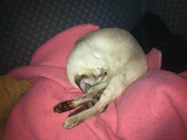 To categorically refuse to allow the cat in the bedrooms