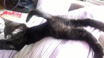 Black Cat Appreciation Thread