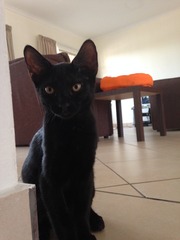 Black Cat Appreciation Thread