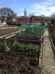 Allotment /Veg patch  thread 4 "Lettuce and Peppers and Pears OH MY!"