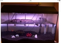 Terrapin and Tank Set Up For Sale
