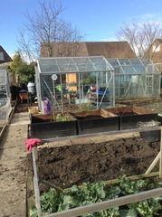 Allotment /Veg patch  thread 4 "Lettuce and Peppers and Pears OH MY!"