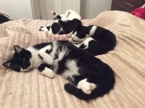 To adopt a cat (again)?