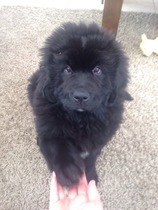 Tell us your stories about choosing a pet for a chance to win a £100 voucher for a pet shop of your choice