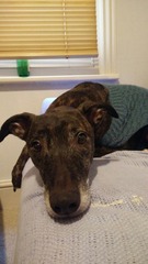 Do you think this is the right dog for us?