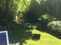 If this was your garden what would you do?
