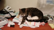What's the longest your cat has ever disappeared for?