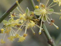 Daily Gratitudes 2016