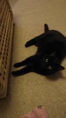 Black Cat Appreciation Thread