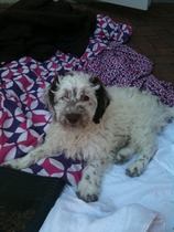 Tell us your stories about choosing a pet for a chance to win a £100 voucher for a pet shop of your choice