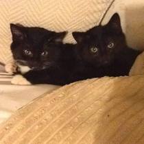 Tell us your stories about choosing a pet for a chance to win a £100 voucher for a pet shop of your choice