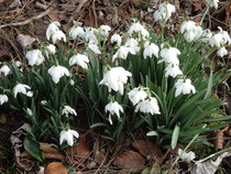 Daily Gratitudes 2016