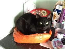 Black Cat Appreciation Thread