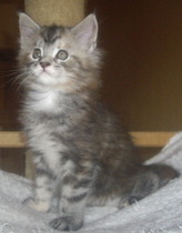 Tell me about your maine coons