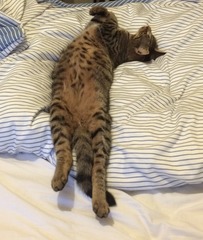 Risk of cat getting stolen?