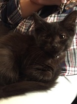 One of my kittens is already addicted to Mumsnet!