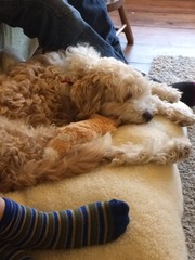 Preparing for our new Rescue Dog - anything else?