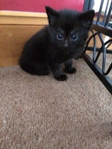 Black Cat Appreciation Thread