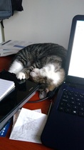 What's the longest your cat has ever disappeared for?