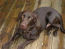 Tell us your stories about choosing a pet for a chance to win a £100 voucher for a pet shop of your choice