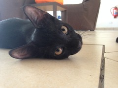 Black Cat Appreciation Thread