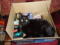 Black Cat Appreciation Thread