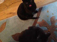 Black Cat Appreciation Thread