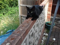 Black Cat Appreciation Thread
