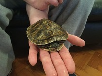 Terrapin and Tank Set Up For Sale